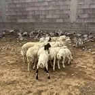 فران بلدي ذبايح ما شاء الله تبارك الله