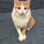 قط لتبني