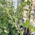 شتلات بريال الموقع الشفا