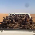 صندوق هايلوكس