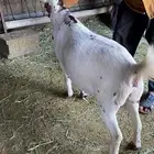 معزا دفع وفيه مواليد