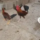 ديوك للبيع