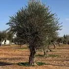 أشجار الزيتون معمر 65 سنه