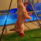 معلم مشويات شوي خارجي
