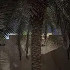 اسلام عليكم يوجد لدينا ثلاث حبات نخل للبيع في الرياض