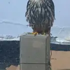 بكه جليمه