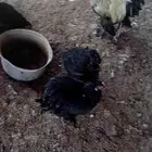 دجاج براهما