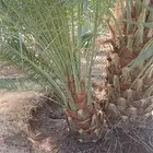 جثايث مثمر نخل القصيم نخل للبيع صقعي مجدول سكري ونانه لبانه