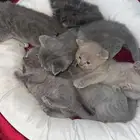 Adorable Scottish British Blue Shorthair Kitten Available
