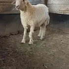 طلي للبيع