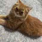 للتبني