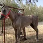 مهر