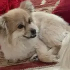 كلب صغير للبيع بسعر رمزي