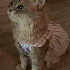 قط للتبني بلا مقابل