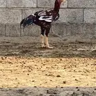 ديك باكستاني