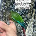 ذكر كنيور قرين شك اليف واللعوب اللي يبغى الزين يلحق عليه