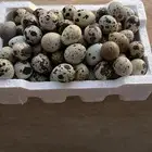 بيض سمان