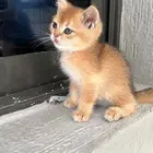 قطة سكوتش بيور للبيع الخبر ((( تم البيع )))