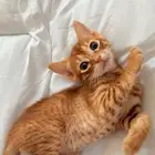 ثلاثه كتن ذكور و وحده أنثى العمر 3 أسابيع سليميين