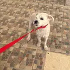 كلب اوروبي للتبني