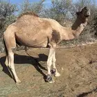 بعير للبيع
