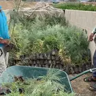 اشجار بريه جمله