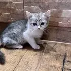 قطط ستريت وسكوتش