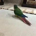 ببغاء
