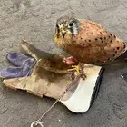 طير باشق بكه