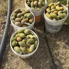 برشوم سكر