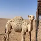قعود للبيع