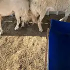 رخال ثني كفو