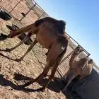 ناقتين حيل معزولات عن عيالهن