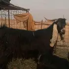 تيس فحل للبيع