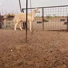 للبيع جذع مشروط