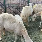 ضان ولد طيبة