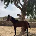 خيل شعبي بيشه
