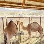 حشوان للبيع