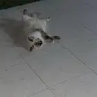 قطة هملايه مره تجنن