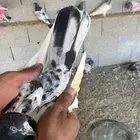 حمام باكستاني