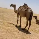 الابل البيع القحات 2 وضريبة صفرى