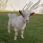 ماعز قزم ابيض كريمي لعوب جدا