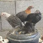 صيصان عمر شهرين