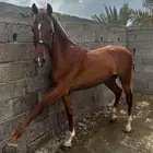 حصان شعبي