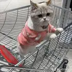 قط سكوتش ستريت مع دولابها الخاص