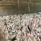 دجاج بياض العدد 2500 مشروط من الامراض وصحته 100 بل 100