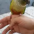 كنيور يلو سايد