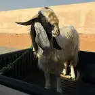 الحنيه جنوب المزاحميه 18 كيلو التيس مشروك مصري ع حبشي يقرع