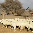 ضان مراح