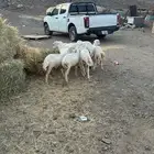 بهم رفيديات